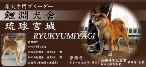 柴犬専門ブリーダー｜柴犬(黒柴犬)・子犬専門販売店なら鯉渕犬舎